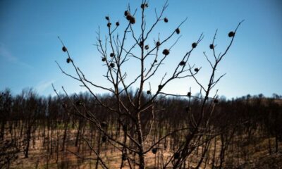 Un trail pour renaître de la terre brûlée