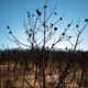 Un trail pour renaître de la terre brûlée