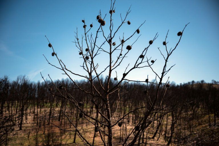 Un trail pour renaître de la terre brûlée