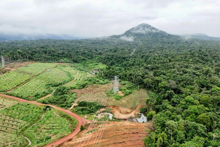 Dans la jungle cambodgienne, caméras et IA percent le secret des animaux fantômes