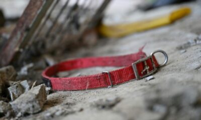 L'énigme des 380000 chiens que personne n'a sauvés