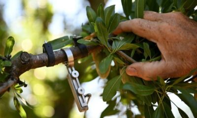 Des capteurs dans les racines pour sauver la récolte