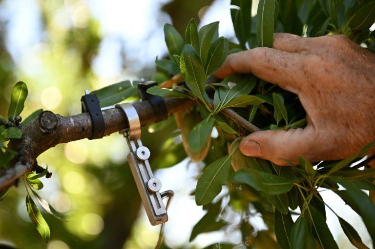 Des capteurs dans les racines pour sauver la récolte