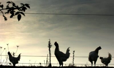 Pour les poulets, la canicule se combat à l’ombre et à l’aube