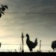 Pour les poulets, la canicule se combat à l’ombre et à l’aube