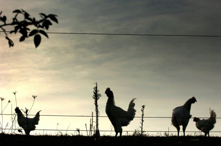 Pour les poulets, la canicule se combat à l’ombre et à l’aube