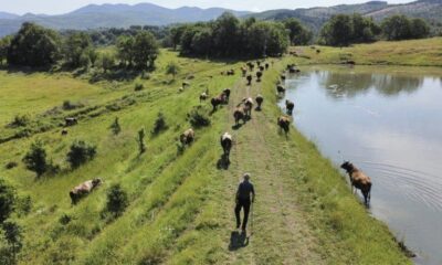 La Bulgarie produit moins de lait et ses éleveurs jettent l’éponge