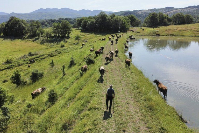 La Bulgarie produit moins de lait et ses éleveurs jettent l’éponge