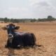 Chaleur extrême les agriculteurs à bout le gouvernement dégaine des mesures d'urgence