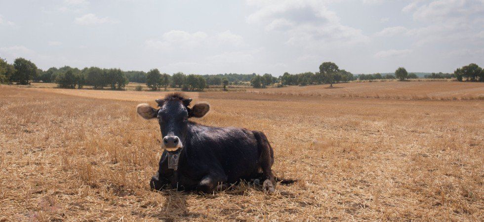 Chaleur extrême les agriculteurs à bout le gouvernement dégaine des mesures d'urgence