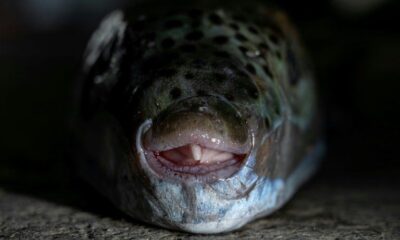 Ces poissons aux dents de scie ruinent la pêche en Crète