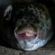 Ces poissons aux dents de scie ruinent la pêche en Crète