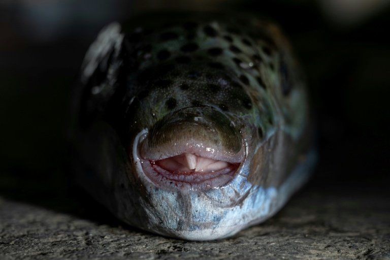 Ces poissons aux dents de scie ruinent la pêche en Crète