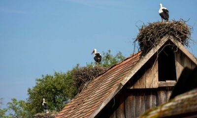 Ce village croate abrite plus de cigognes que d'habitants