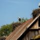 Ce village croate abrite plus de cigognes que d'habitants