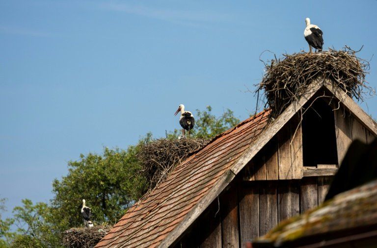 Ce village croate abrite plus de cigognes que d'habitants