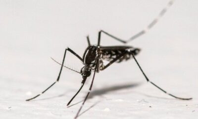 Plus de 200 cas de virus importés en France : la menace du moustique tigre s’installe