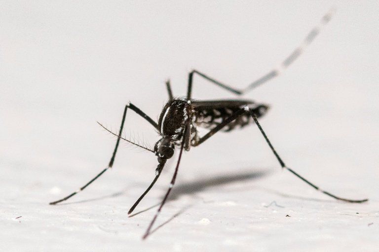 Plus de 200 cas de virus importés en France : la menace du moustique tigre s’installe