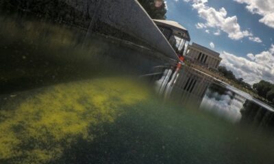 Le bassin de Trump vire au vert et s'écaille juste avant les festivités