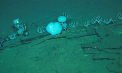 Un cimetière géant de baleines caché à 7 000 mètres sous l'océan Indien
