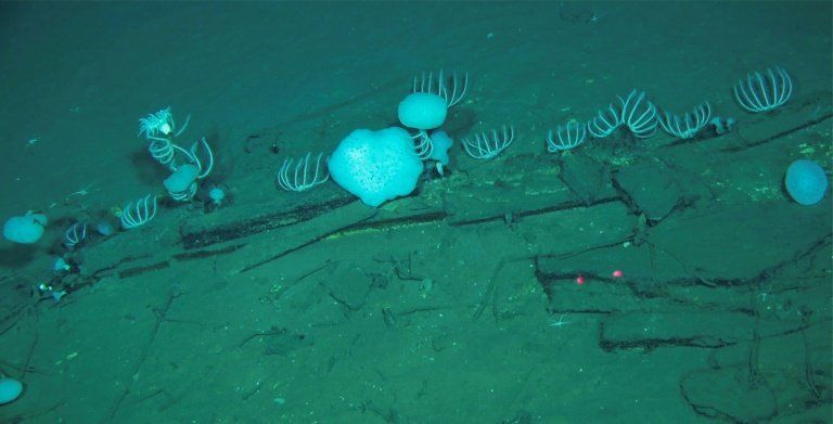 Un cimetière géant de baleines caché à 7 000 mètres sous l'océan Indien
