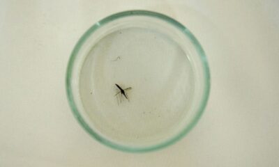 Mayotte replonge dans la peur du paludisme
