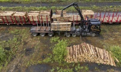 Les arbres français stockent deux fois moins de carbone qu’il y a vingt ans