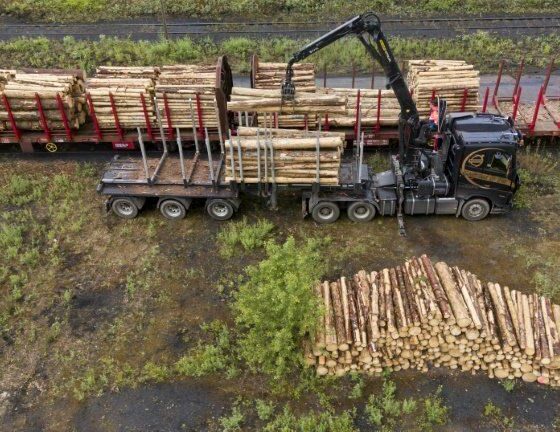 Les arbres français stockent deux fois moins de carbone qu’il y a vingt ans
