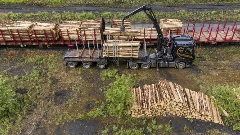 Les arbres français stockent deux fois moins de carbone qu’il y a vingt ans