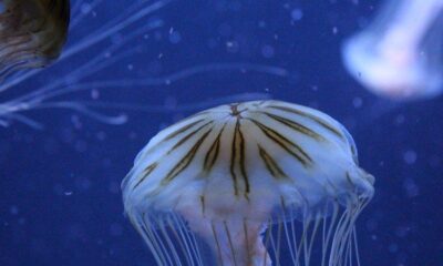 Méduses en Méditerranée attention elles sont de retour et pour de bon