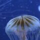 Méduses en Méditerranée attention elles sont de retour et pour de bon