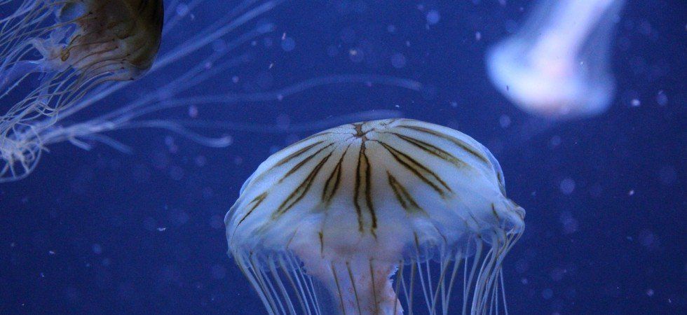 Méduses en Méditerranée attention elles sont de retour et pour de bon