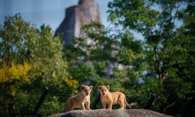 Deux lionceaux nés à Paris, une lueur d'espoir pour les lions du Nord