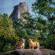 Deux lionceaux nés à Paris, une lueur d'espoir pour les lions du Nord