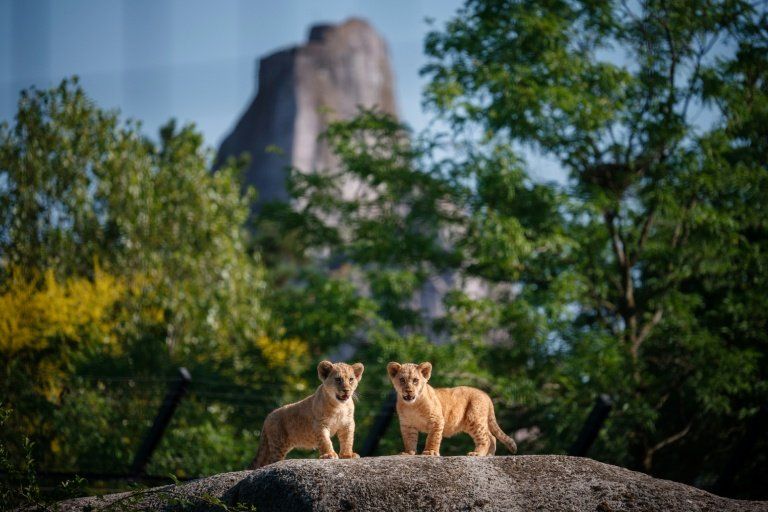 Deux lionceaux nés à Paris, une lueur d'espoir pour les lions du Nord