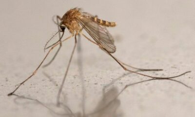 Des moustiques apportent un virus tropical en Écosse et les scientifiques s'inquiètent