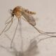 Des moustiques apportent un virus tropical en Écosse et les scientifiques s'inquiètent