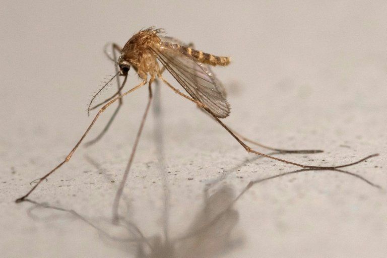 Des moustiques apportent un virus tropical en Écosse et les scientifiques s'inquiètent