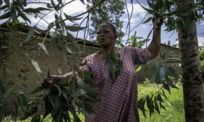 Dans l’est de la RDC, la médecine ancestrale face au virus Ebola