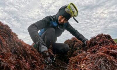 Elle a 72 ans et défie les vagues pour sauver un savoir ancestral