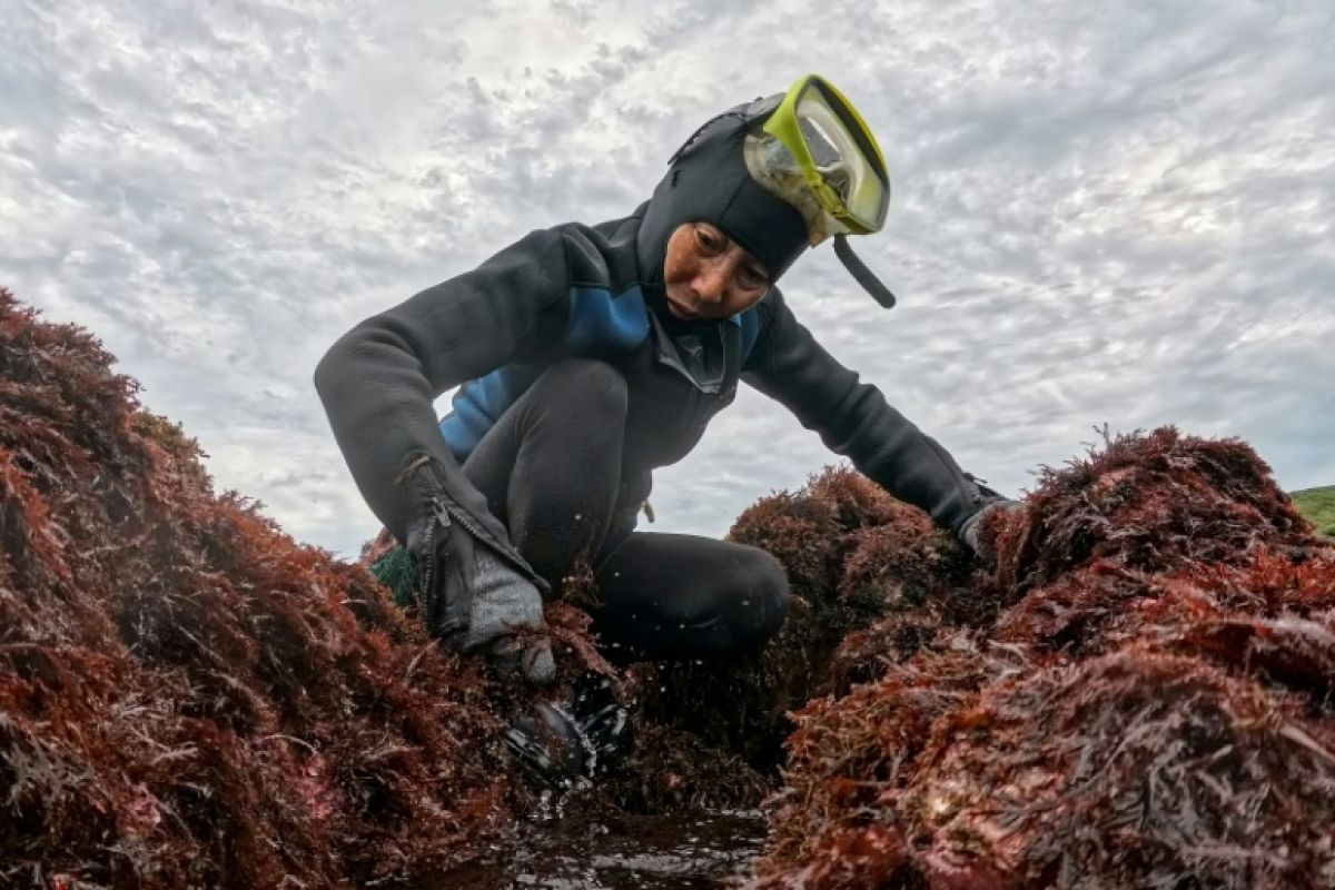 Elle a 72 ans et défie les vagues pour sauver un savoir ancestral