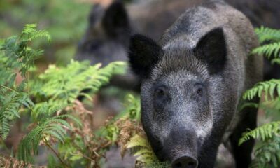 Cochons de guerre dans les vergers : l’Ardèche à la peine face aux sangliers