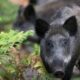 Cochons de guerre dans les vergers : l’Ardèche à la peine face aux sangliers