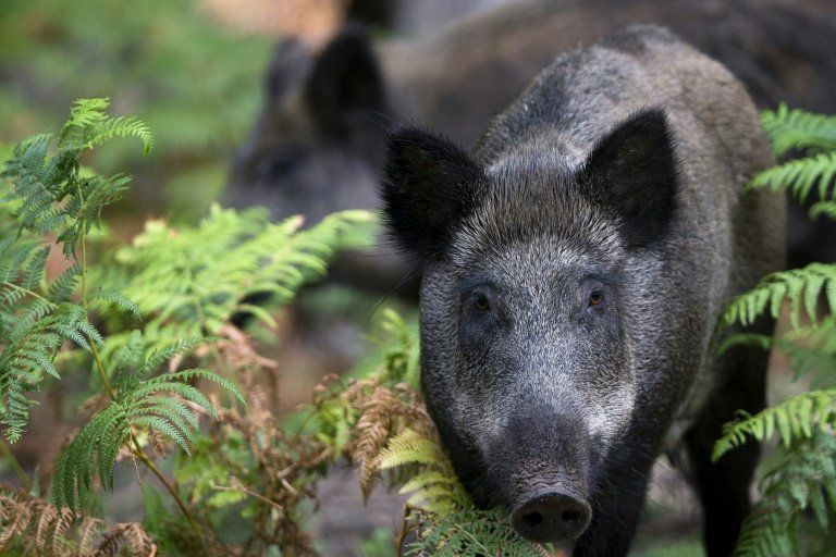 Cochons de guerre dans les vergers : l’Ardèche à la peine face aux sangliers