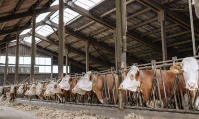 Un agriculteur doit prouver qu’il n’est pas mort depuis 1994
