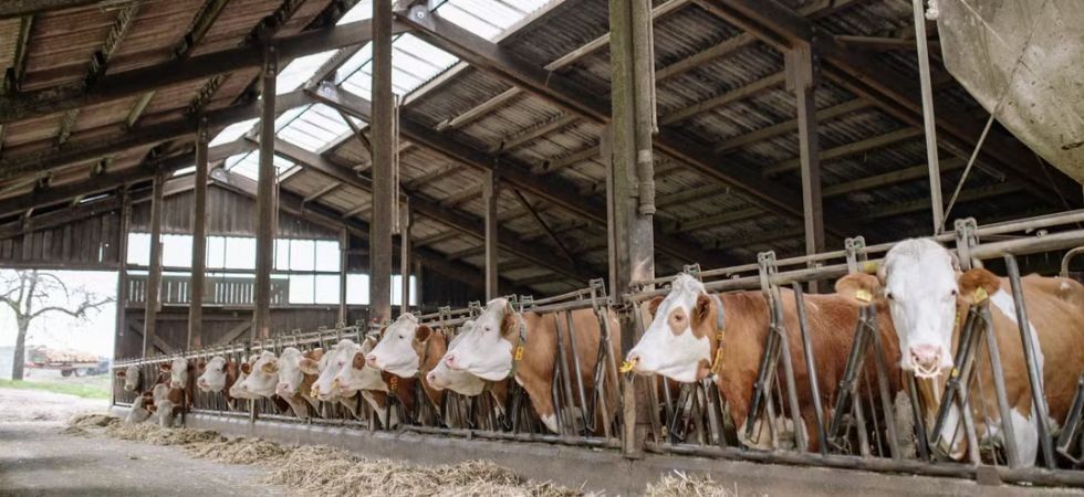 Un agriculteur doit prouver qu’il n’est pas mort depuis 1994