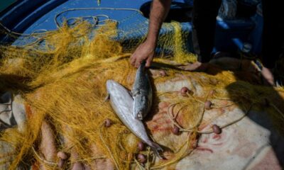 5,33 euros le kilo pour pêcher la terreur des mers grecques
