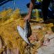 5,33 euros le kilo pour pêcher la terreur des mers grecques