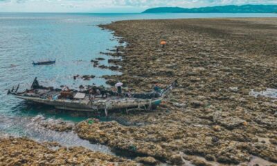 Aux Philippines, les coraux émergent après un violent séisme