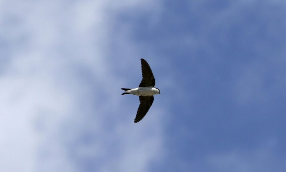 Le grand déclin des passereaux et le retour des cigognes 50 ans de hauts et bas pour les oiseaux en France